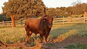 How Do You Handle a Fighting Bull Safely? You Lead It — You Don’t Force It