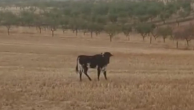 Minglanilla Fighting Cow Rescue: Why We’ve Offered an Alternative to Slaughter
