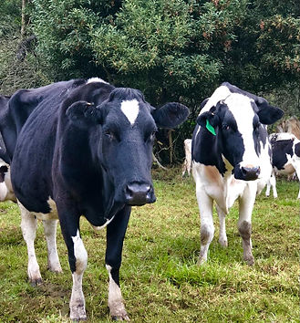 Vacas en el Santuario.jpeg