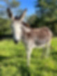 Coral Disabled Female Donkey.jpg