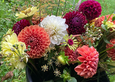 more dahlias.jpeg