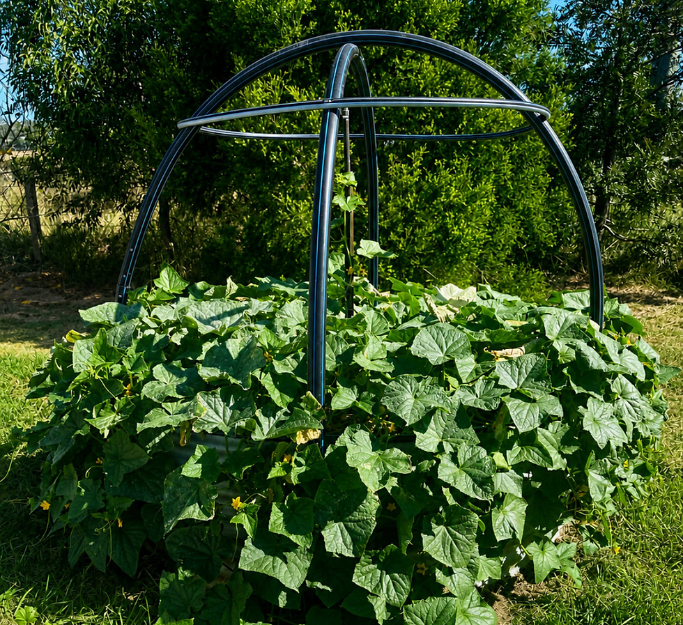 Scenic Rim farm tours and homesteading workshops - at Waterfall Creek Farm in Maroon, Queensland.