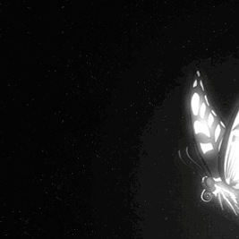 a_693a3216e852fd9430fa98928fe02955.gif