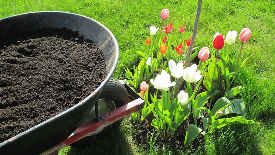 Wheel barrow filled with black composted