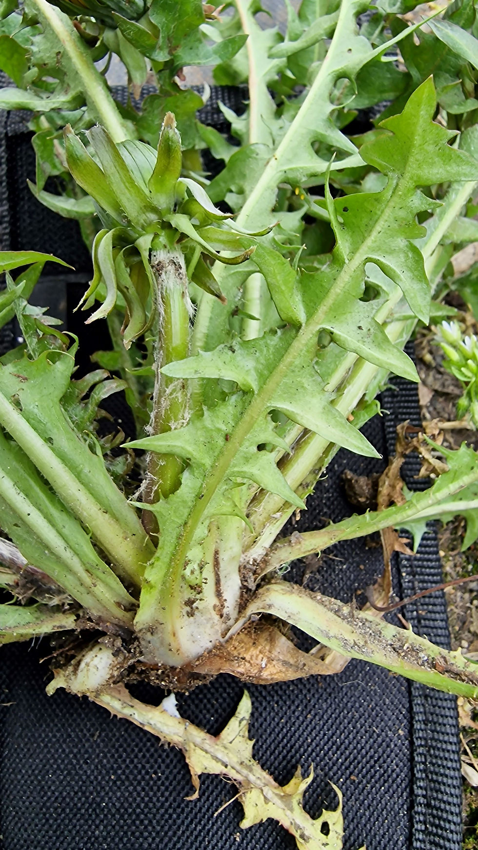 Taraxacum acutifidum