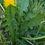 Thumbnail: Taraxacum sundbergii