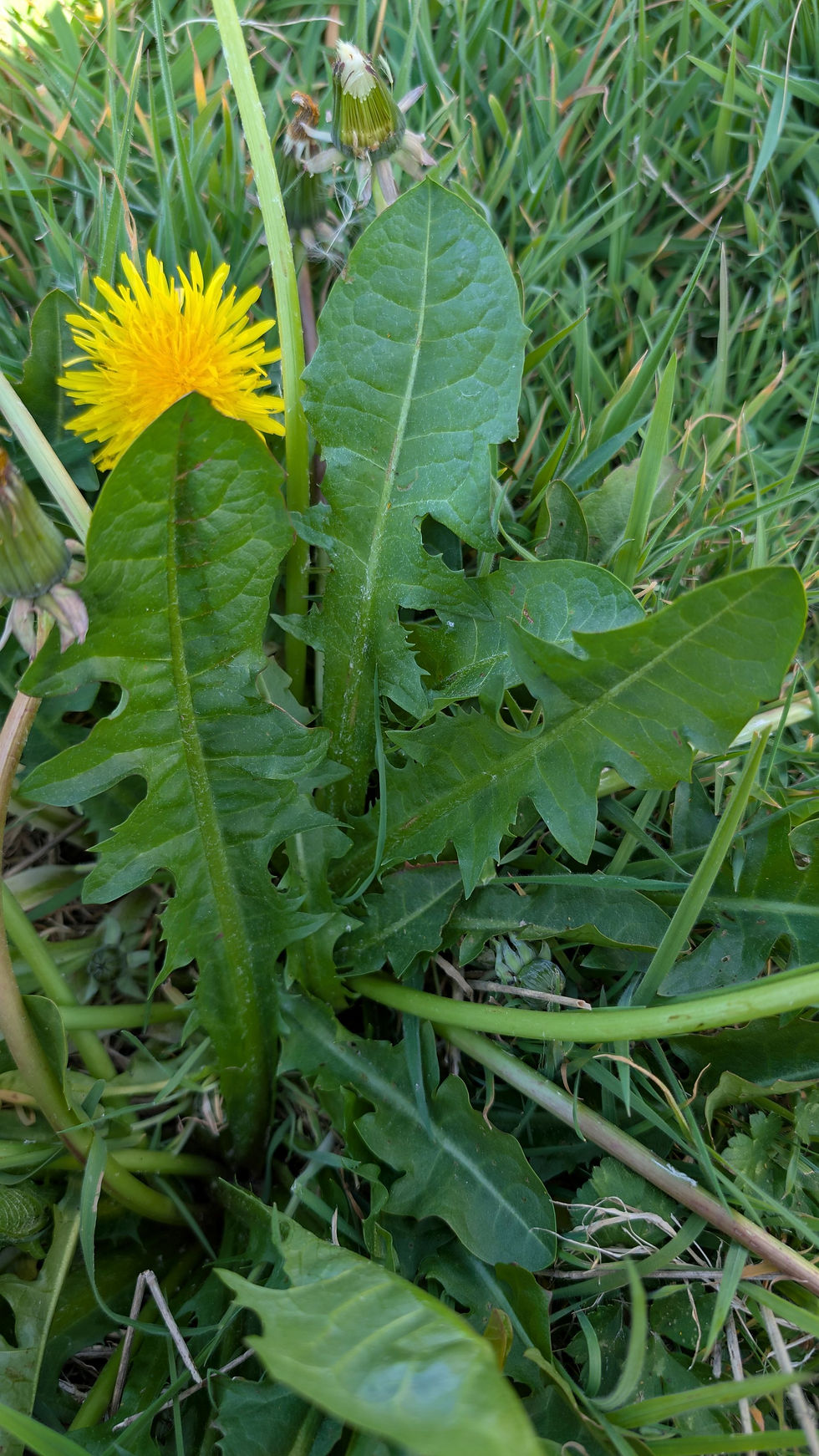Thumbnail: Taraxacum sundbergii