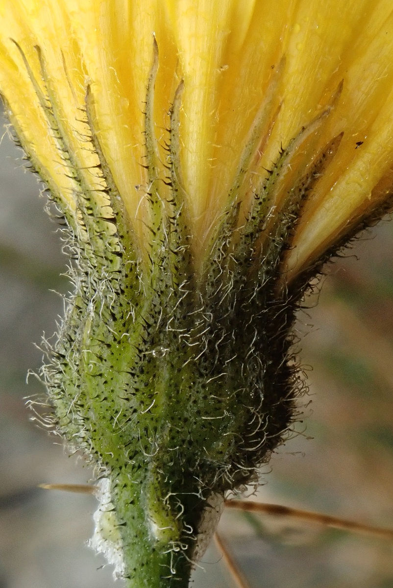 Thumbnail: Hieracium britanniciforme
