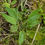 Thumbnail: Hieracium onychodontum