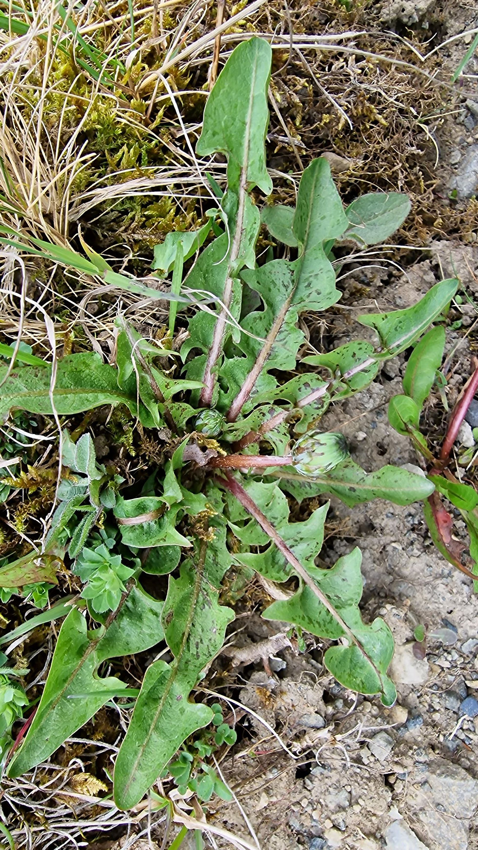 Thumbnail: Taraxacum maculosum