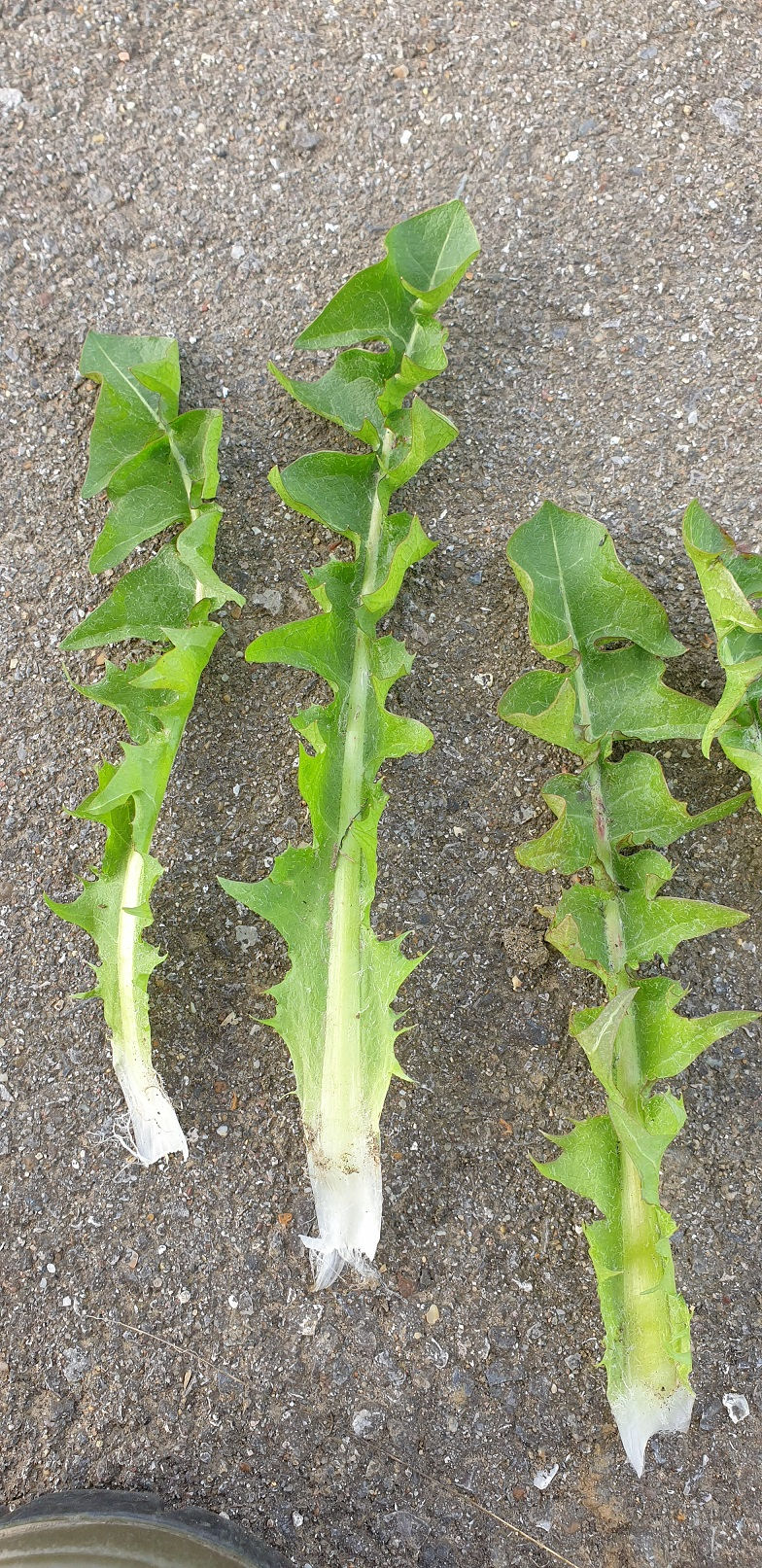 Thumbnail: Taraxacum undulatum