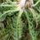 Thumbnail: Taraxacum dilaceratum