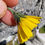 Thumbnail: Hieracium pseudosubcyaneum