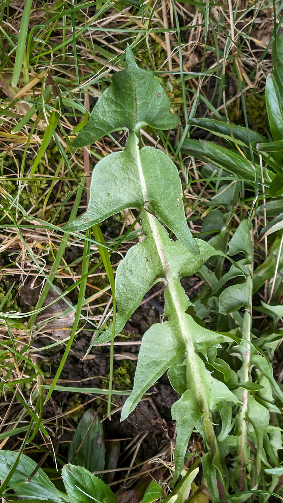 Thumbnail: Taraxacum huelphersianum