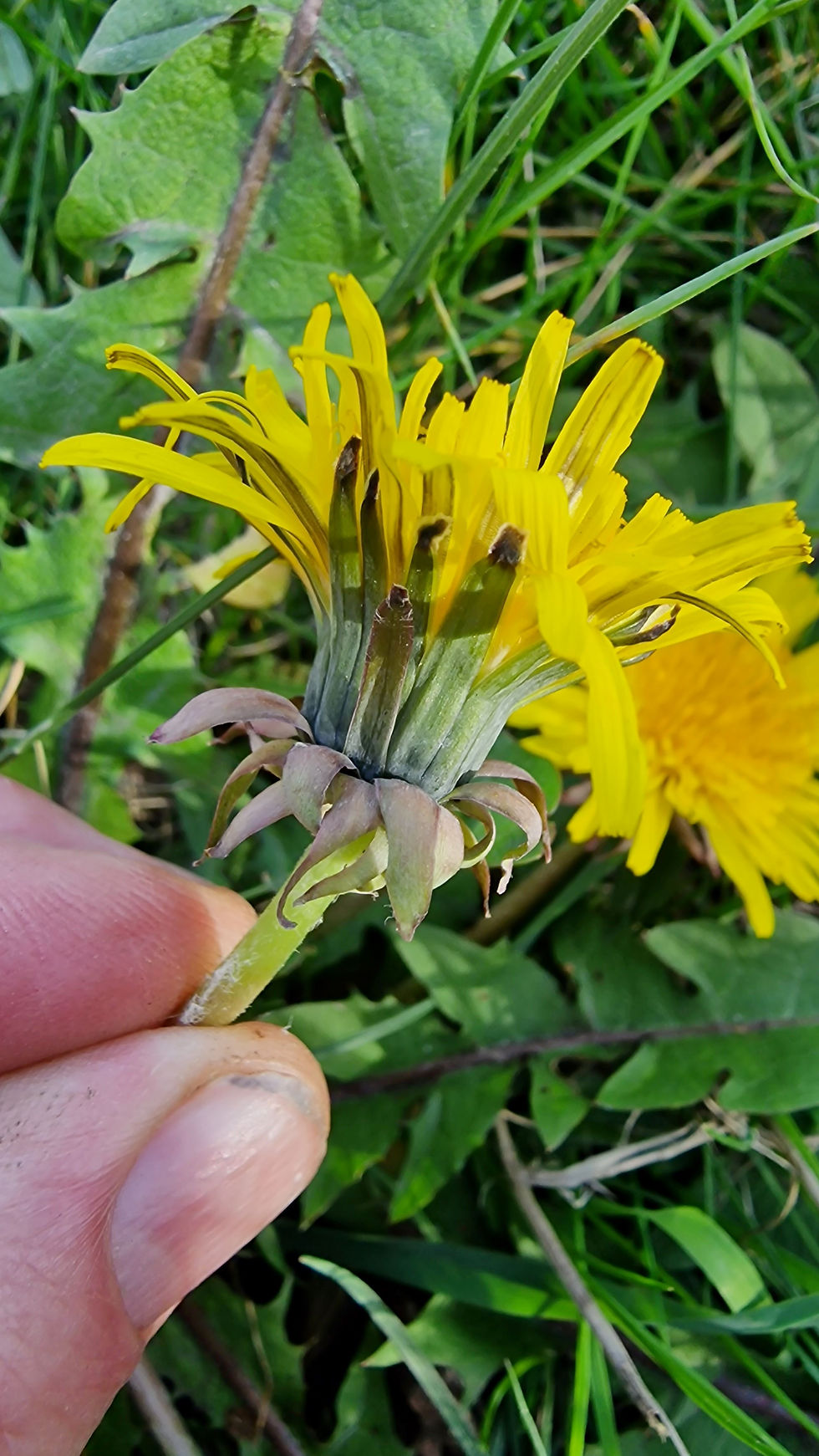 Thumbnail: Taraxacum pachymerum