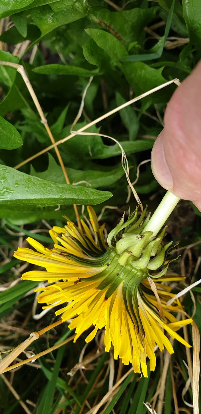 Thumbnail: Taraxacum latissimum