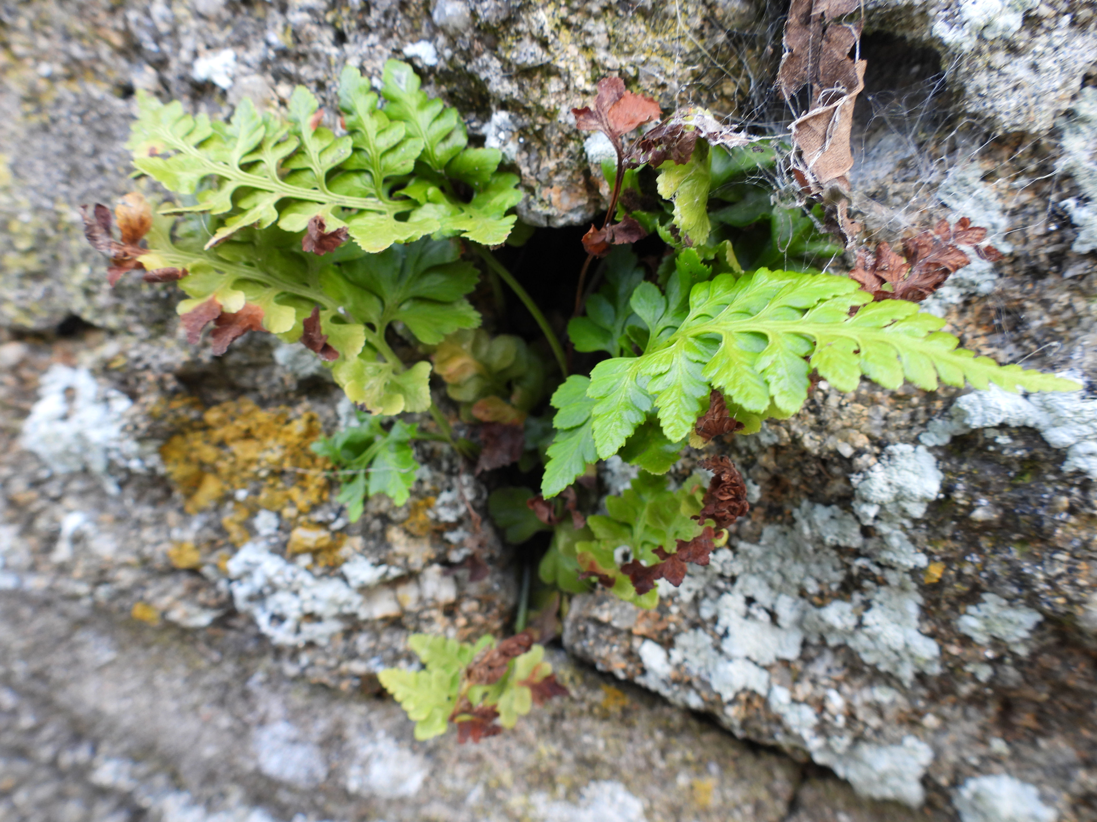 014.001.005 Asplenium adiantum-nigrum - black spleenwort