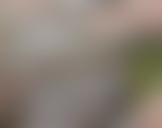 2024 Scotland quest to find Hieracium basicrinum