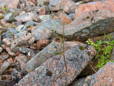 2024 Scotland quest to find Hieracium basicrinum