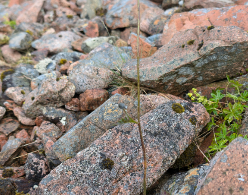 2024 Scotland quest to find Hieracium basicrinum