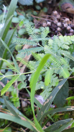 Acacia