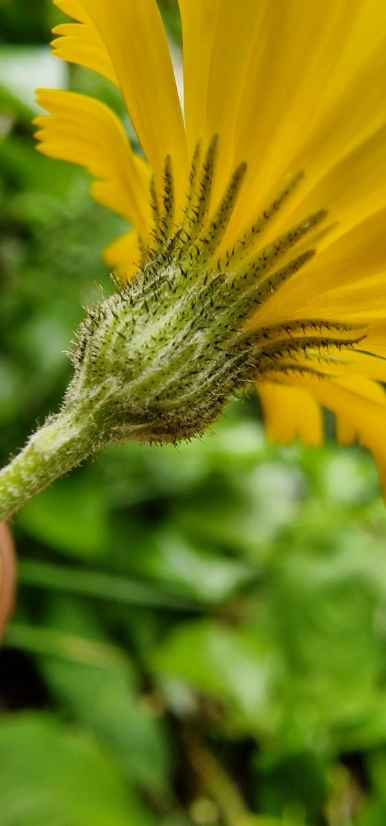 Thumbnail: Hieracium angustisquamum