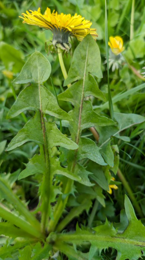 Taraxacum coartatum
