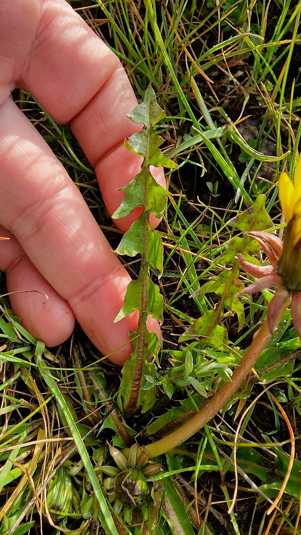 Thumbnail: Taraxacum excellens