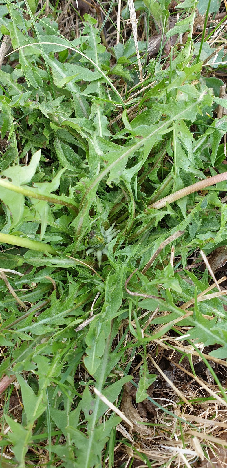Thumbnail: Taraxacum fagerstroemii