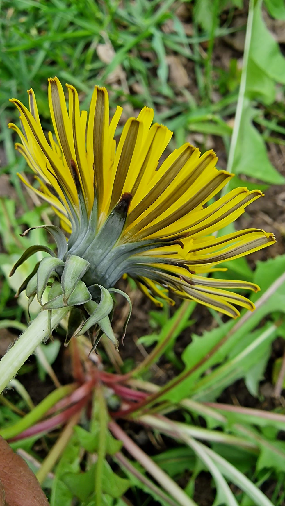 Thumbnail: Taraxacum fusciflorum