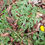 Thumbnail: Taraxacum subhamatum