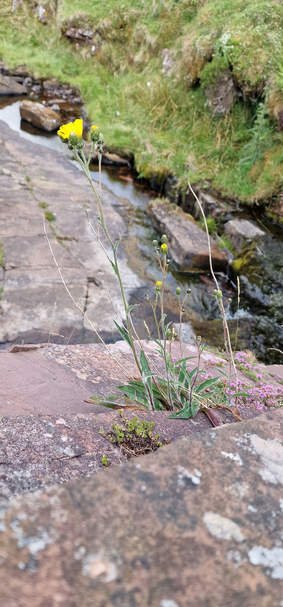 Thumbnail: Hieracium cacuminum