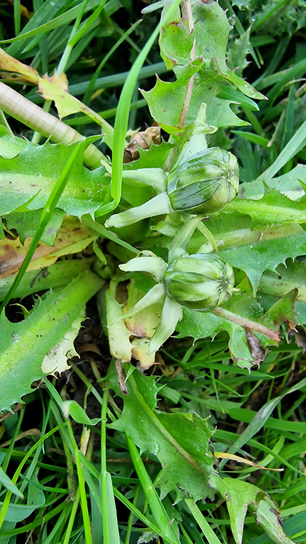 Thumbnail: Taraxacum sundbergii