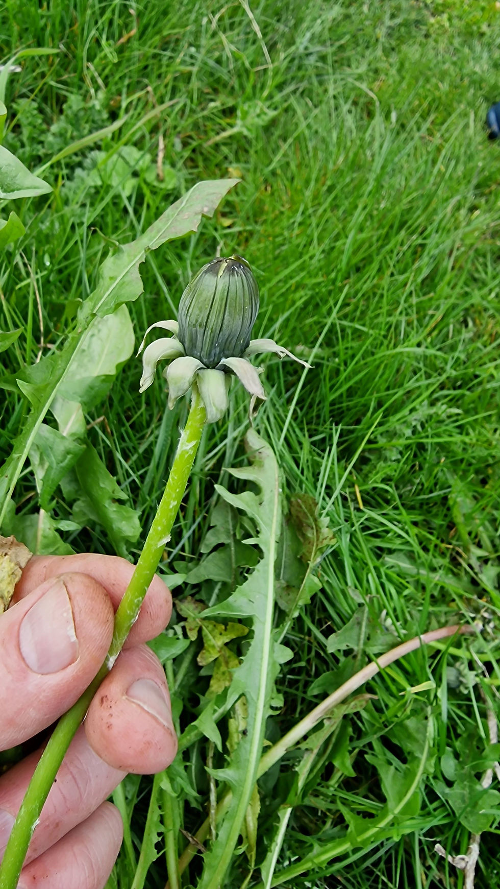 Thumbnail: Taraxacum laeticolor