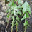 Thumbnail: Taraxacum hepaticum