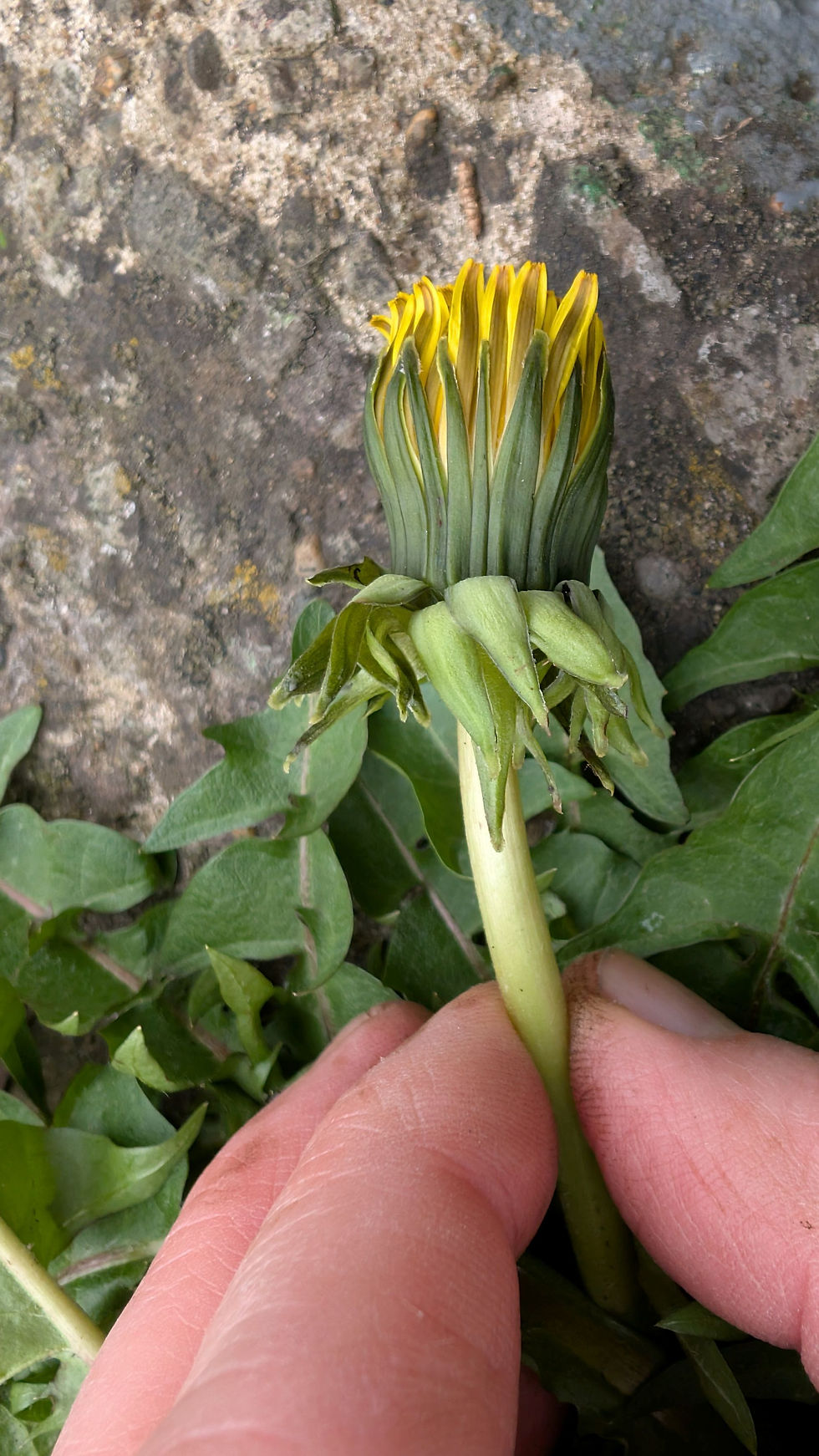 Thumbnail: Taraxacum atonolobum