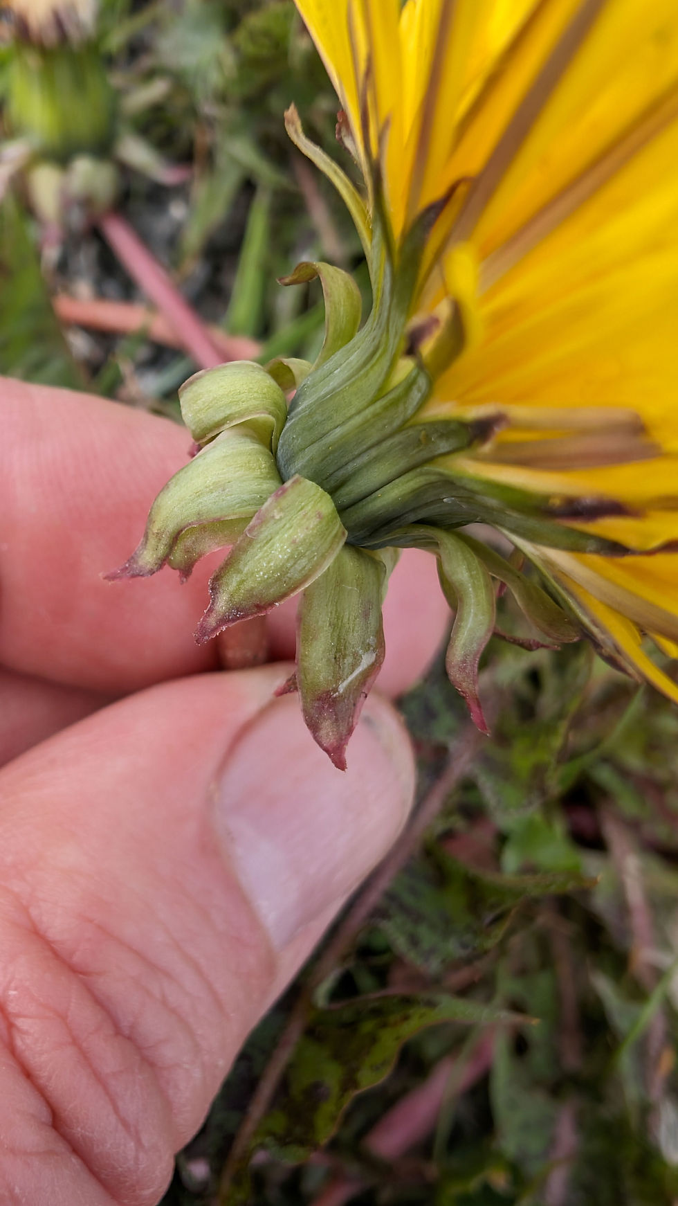 Thumbnail: 135.025.047 Taraxacum naevosum