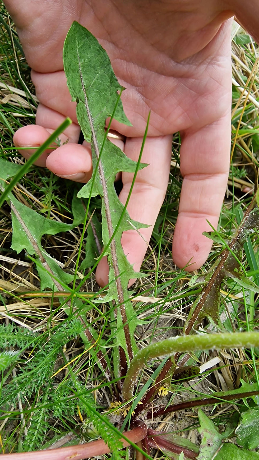 Thumbnail: Taraxacum pseudolarssonii