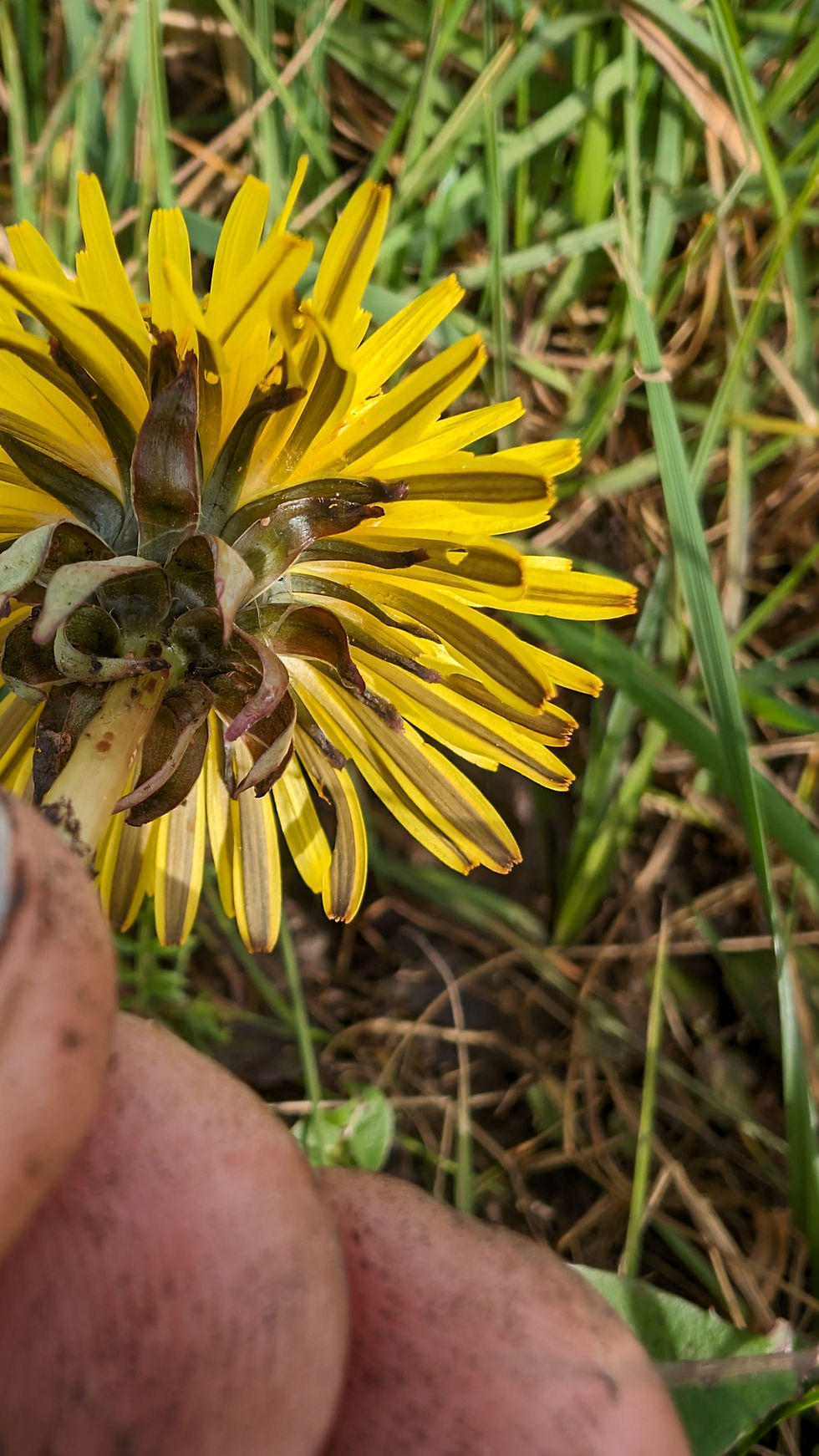 Thumbnail: Taraxacum oellgaardii