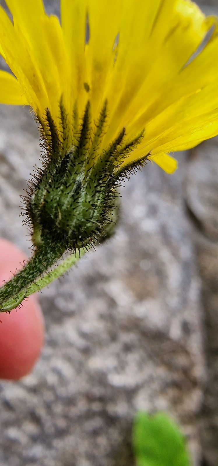 Thumbnail: Hieracium pellucidum