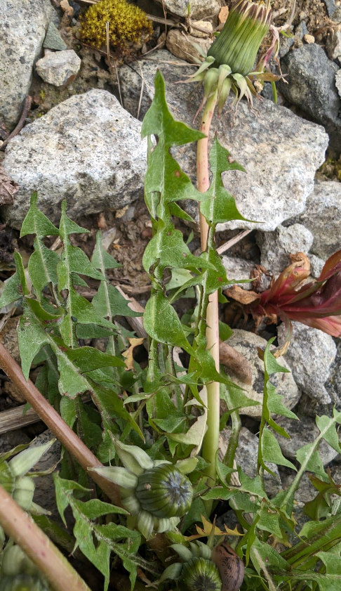 Taraxacum exacutum