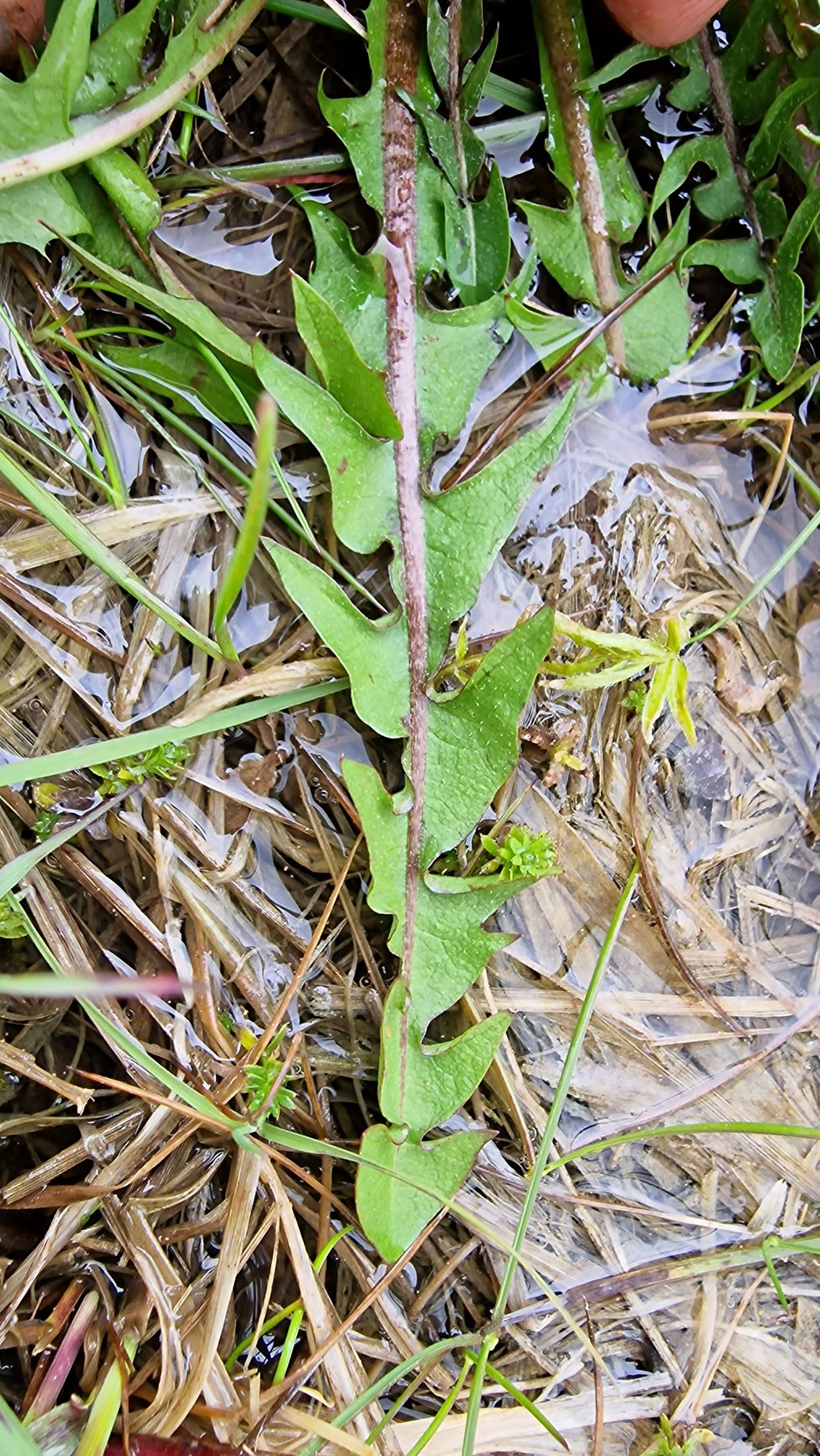 Thumbnail: Taraxacum subbracteatum