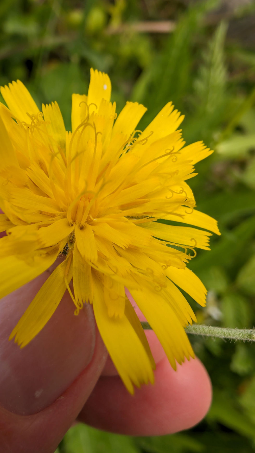 Thumbnail: Hieracium pseudacroleucum