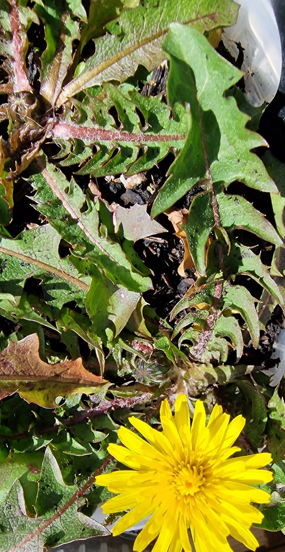 Thumbnail: Taraxacum richardsianum