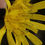Thumbnail: Hieracium pellucidum