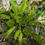 Thumbnail: Hieracium onychodontum