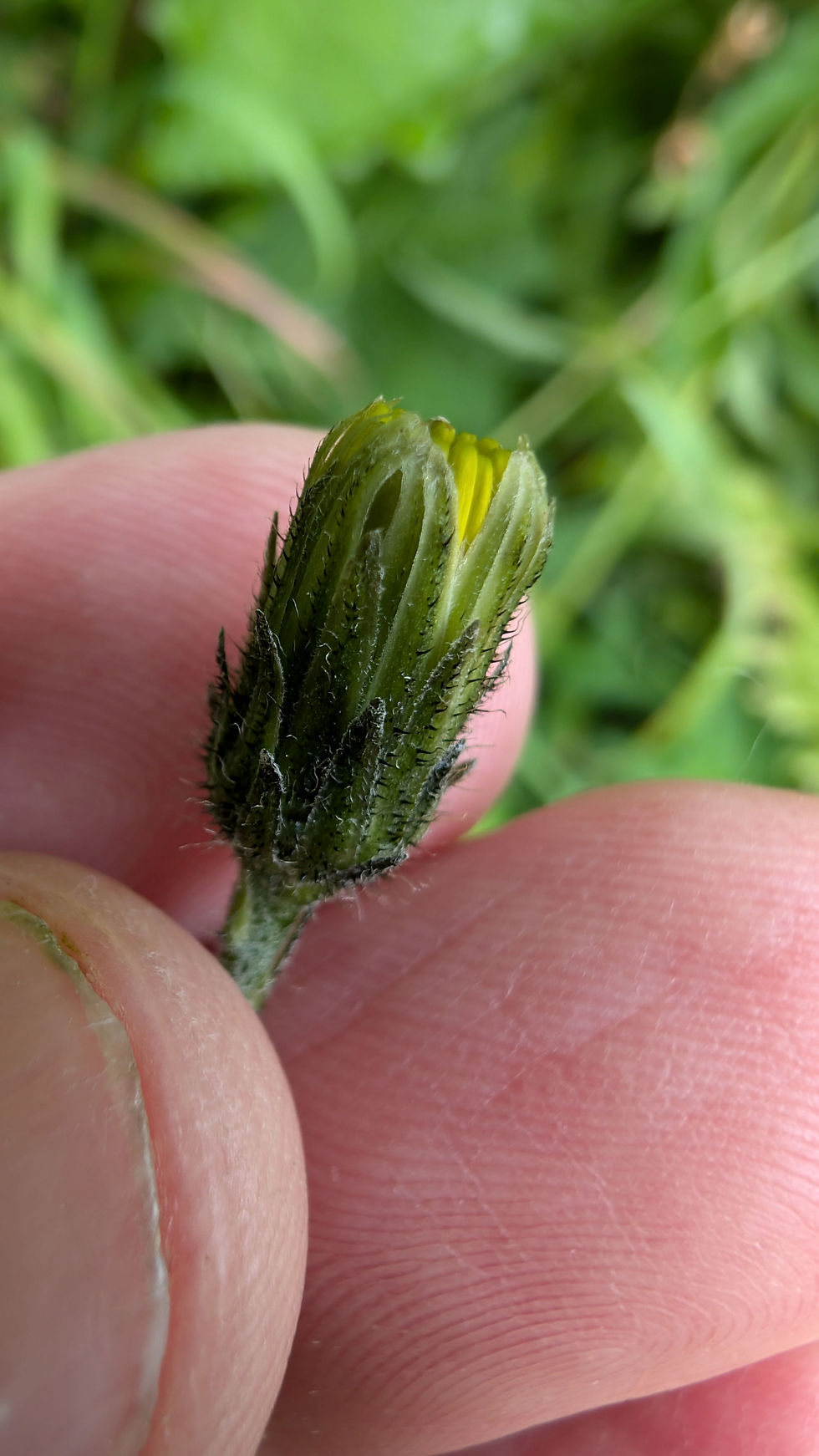 Thumbnail: Hieracium eboracense