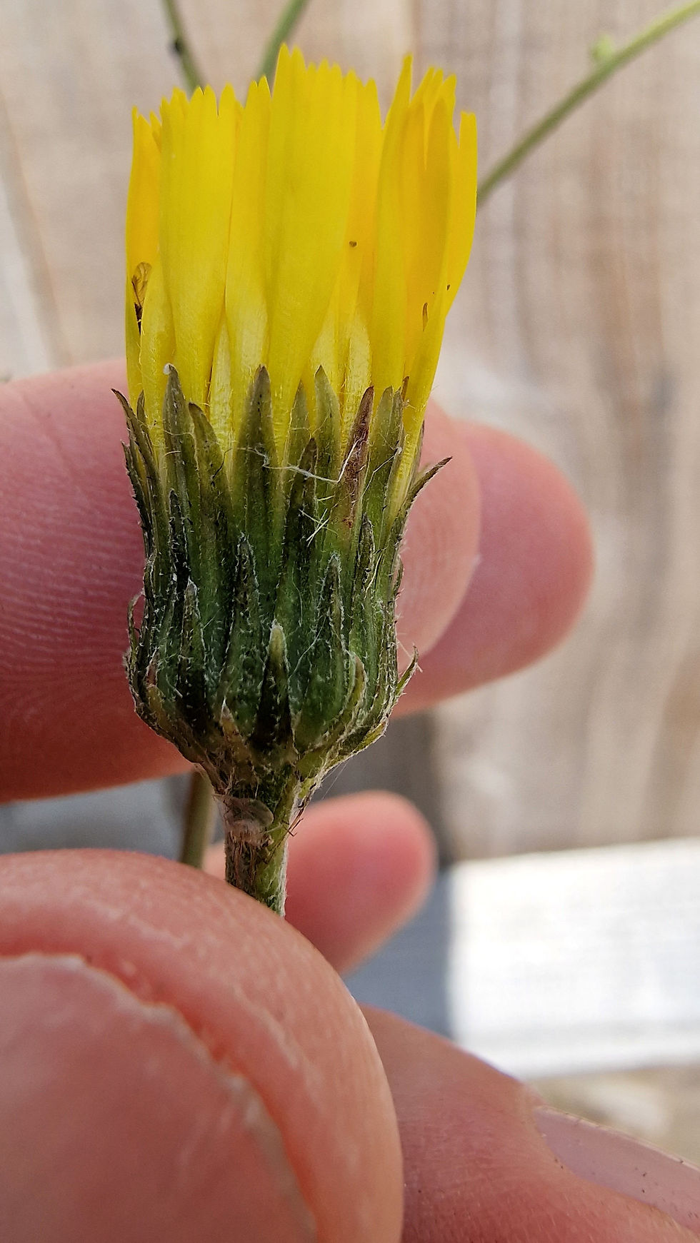 Thumbnail: 135.034.040 Hieracium lissolepium