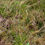 Thumbnail: Hieracium onychodontum