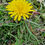 Thumbnail: Taraxacum faeroense